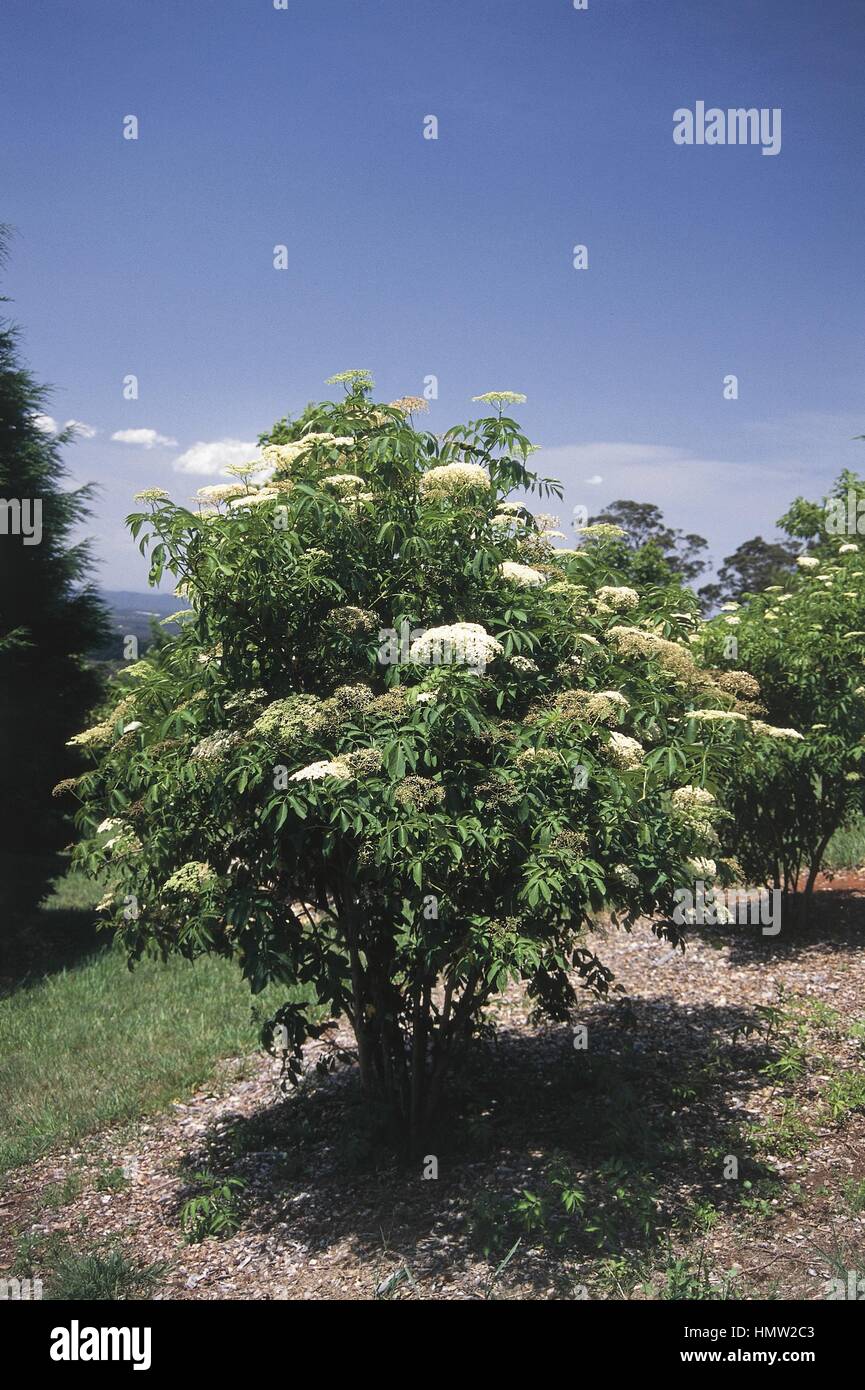 American Elderberry tree (Sambucus canadensis) Stock Photo