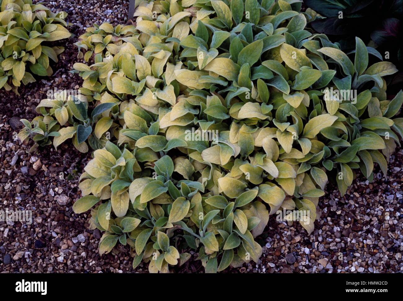 Lamb's ears (Stachys byzantina Primrose Heron), Lamiaceae Stock Photo