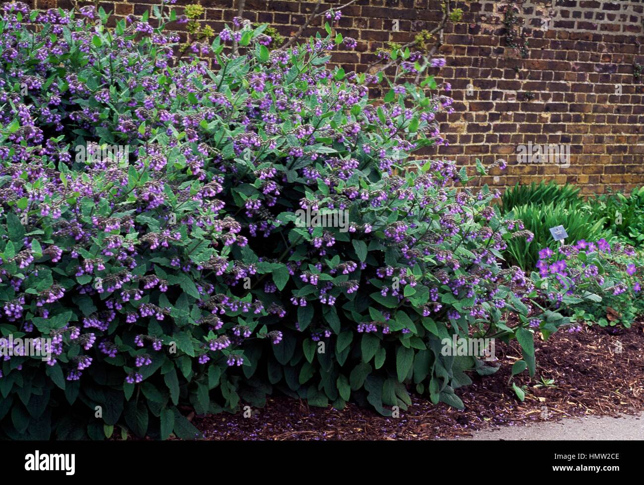 Beinwell, Blue Comfrey or Caucasian Comfrey (Symphytum caucasicum), Boraginaceae. Stock Photo