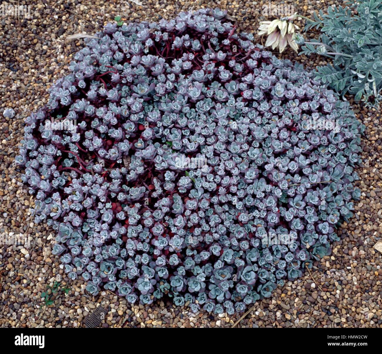 Purple stonecrop (Sedum spathulifolium purpureum), Crassulaceae. Stock Photo