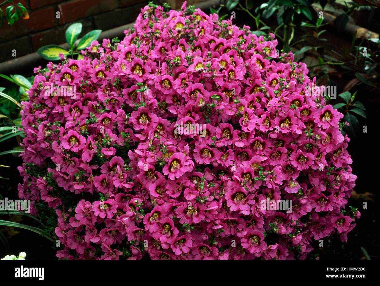 Hybrid of Butterfly Flower (Schizanthus sp), Solanaceae. Stock Photo