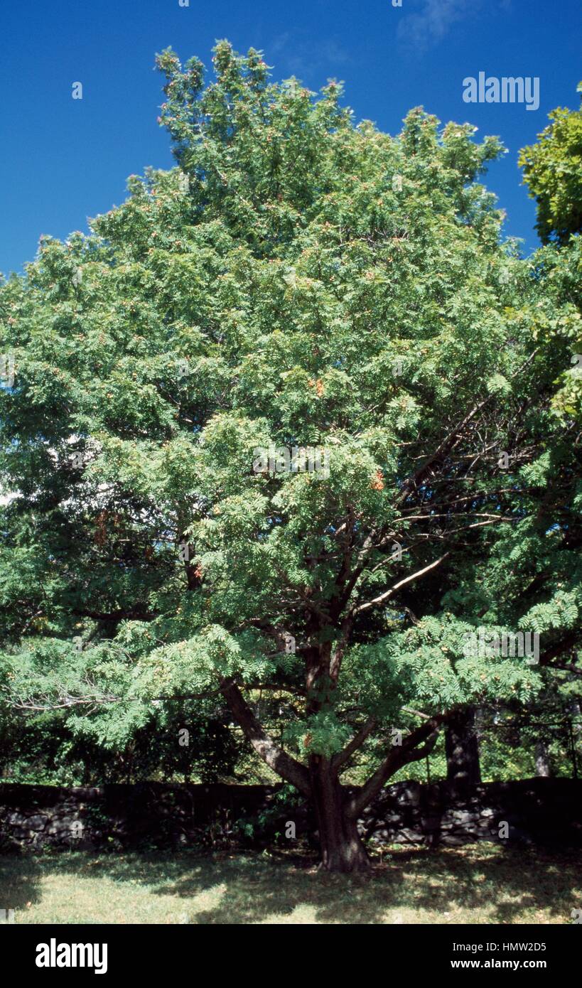 Service tree (Sorbus domestica), Rosaceae. Stock Photo