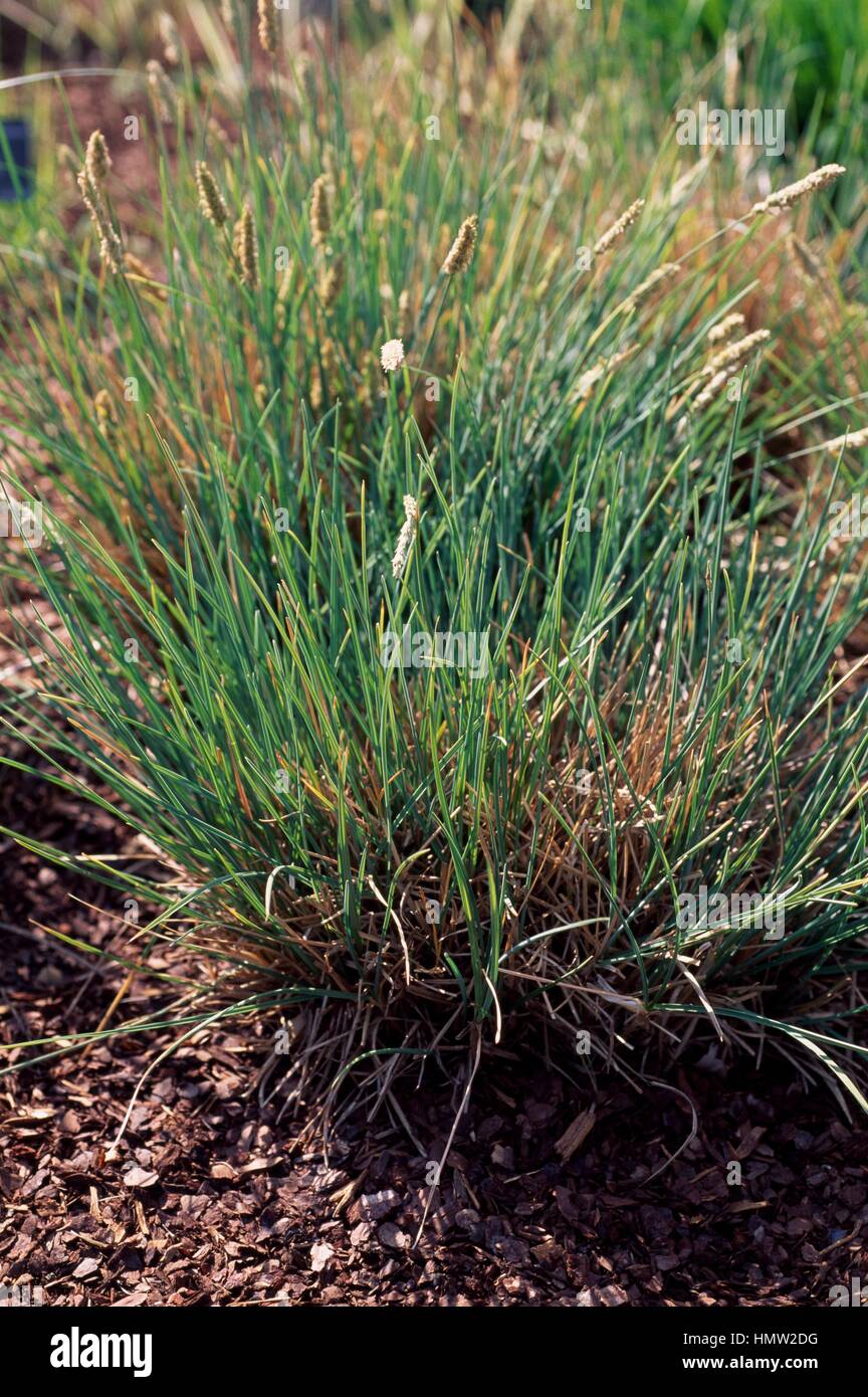 Blue moor grass (Sesleria caerulea), Poaceae. Stock Photo