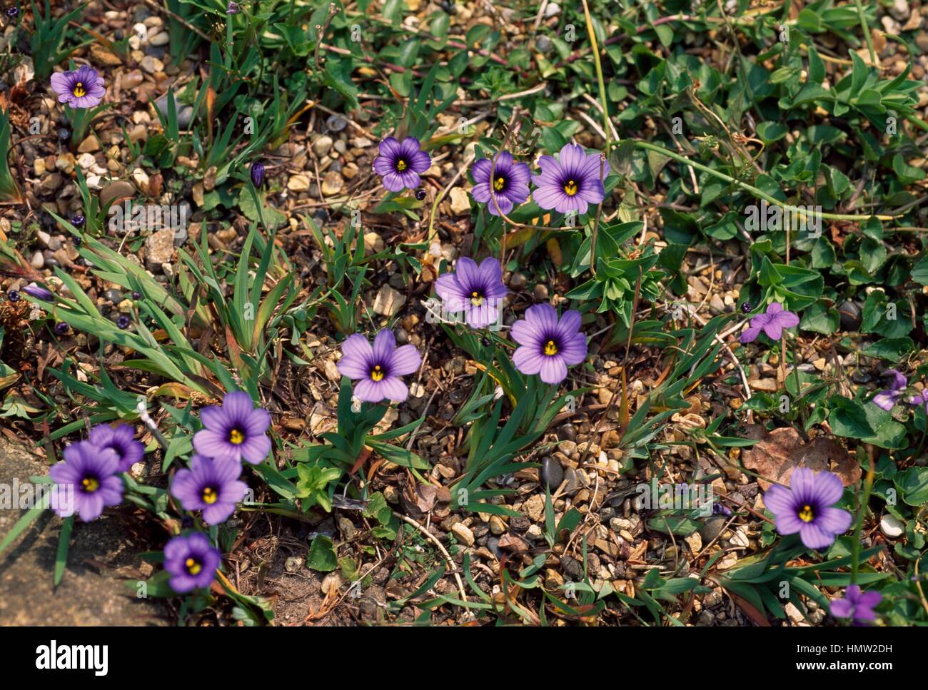 Idaho Blue-eyed Grass (Sisyrinchium idahoense), Iridaceae. Stock Photo