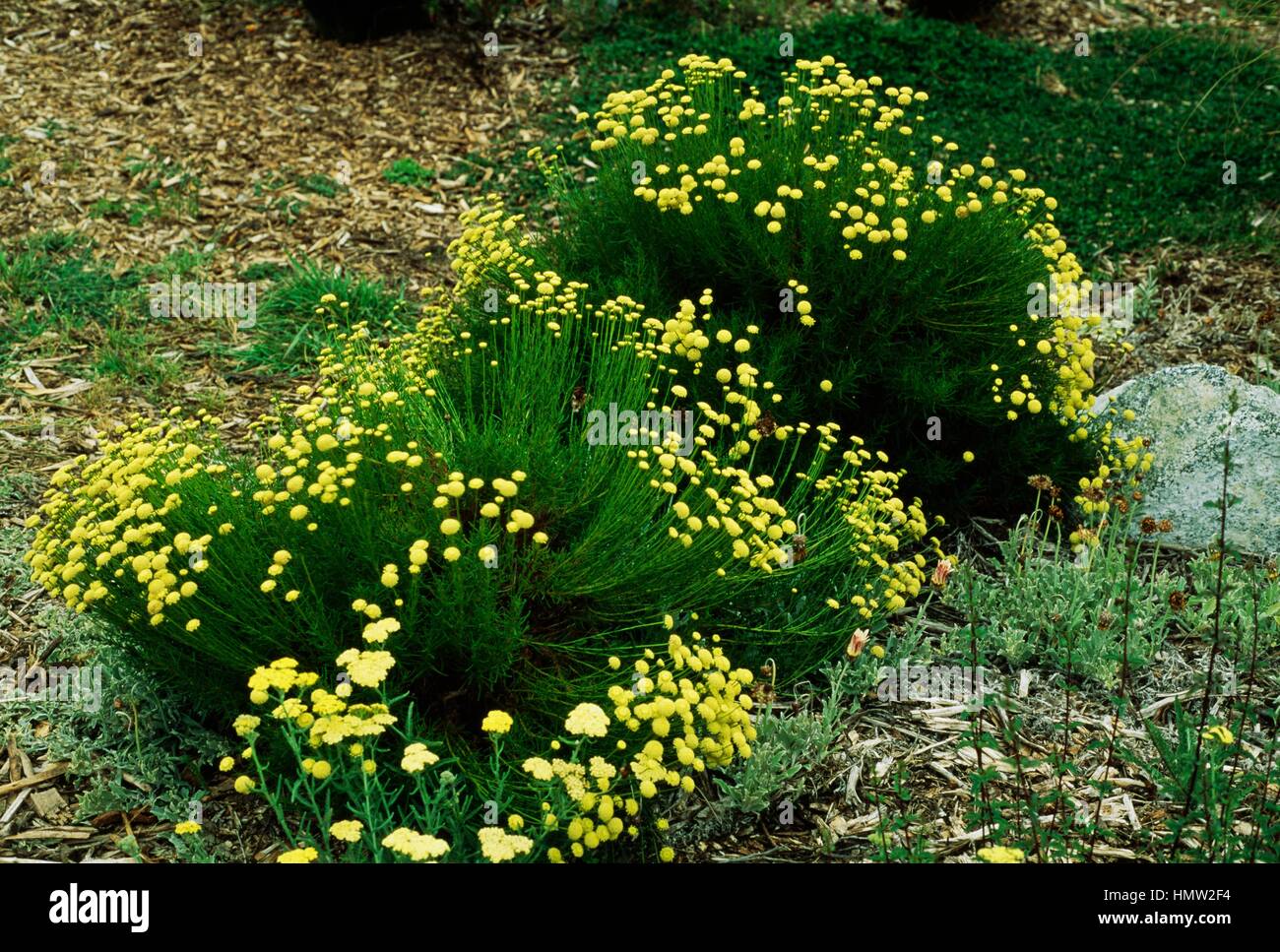 Green lavender cotton in bloom (Santolina virens), Asteraceae. Stock Photo