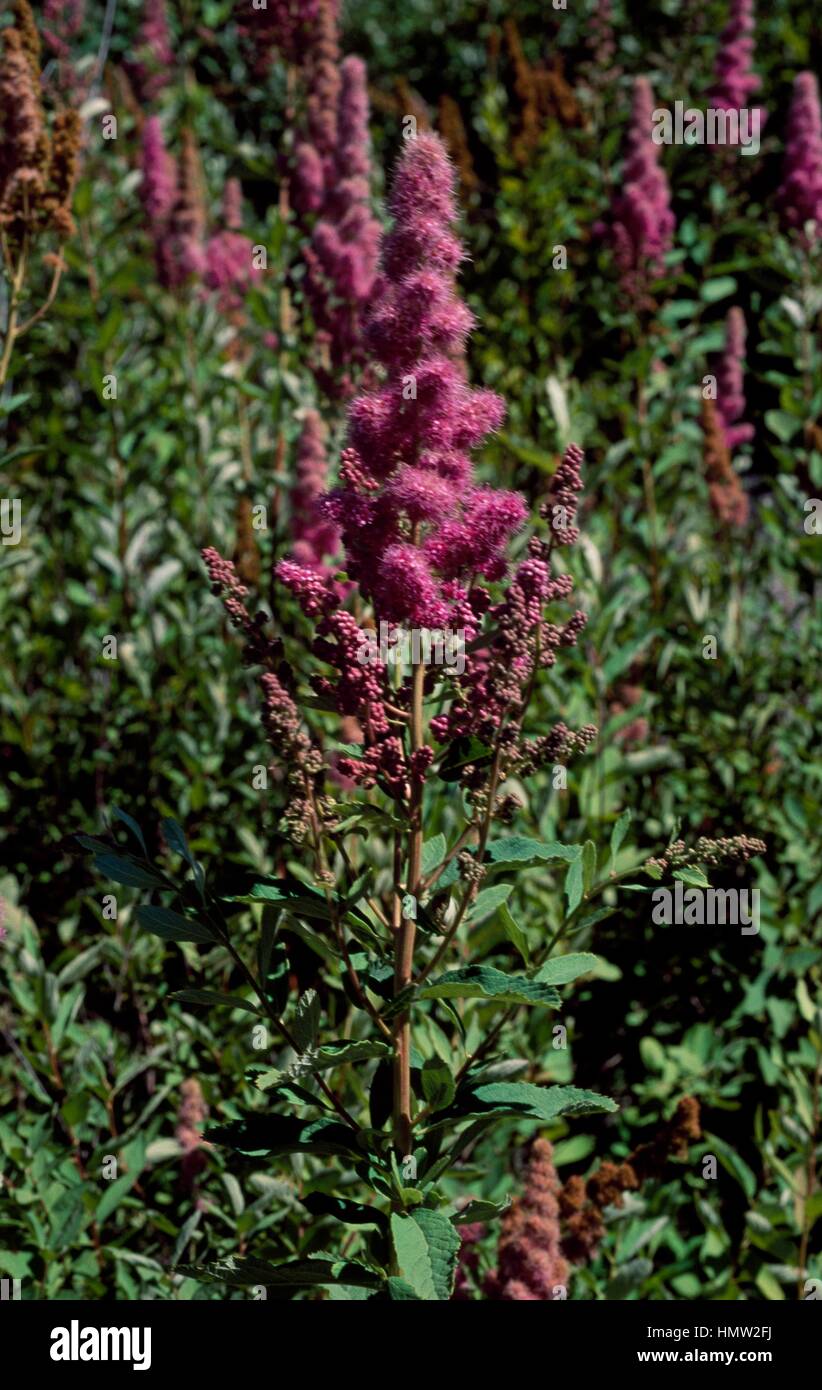 Western Spirea (Spiraea douglasii), Rosaceae. Stock Photo
