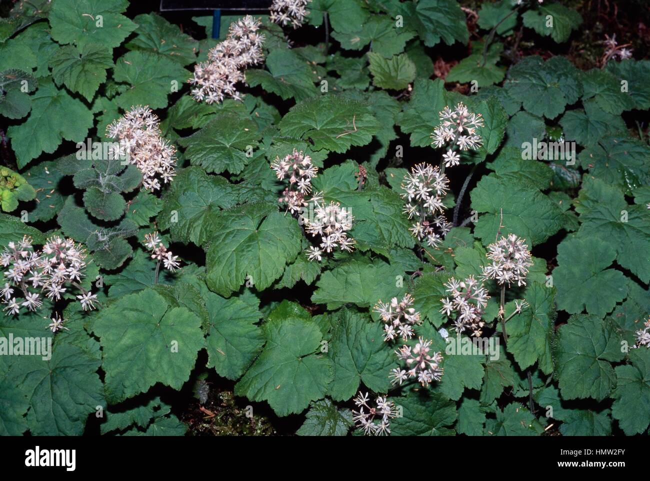 Heartleaf Foamflower (Tiarella cordifolia), Saxifragaceae. Stock Photo
