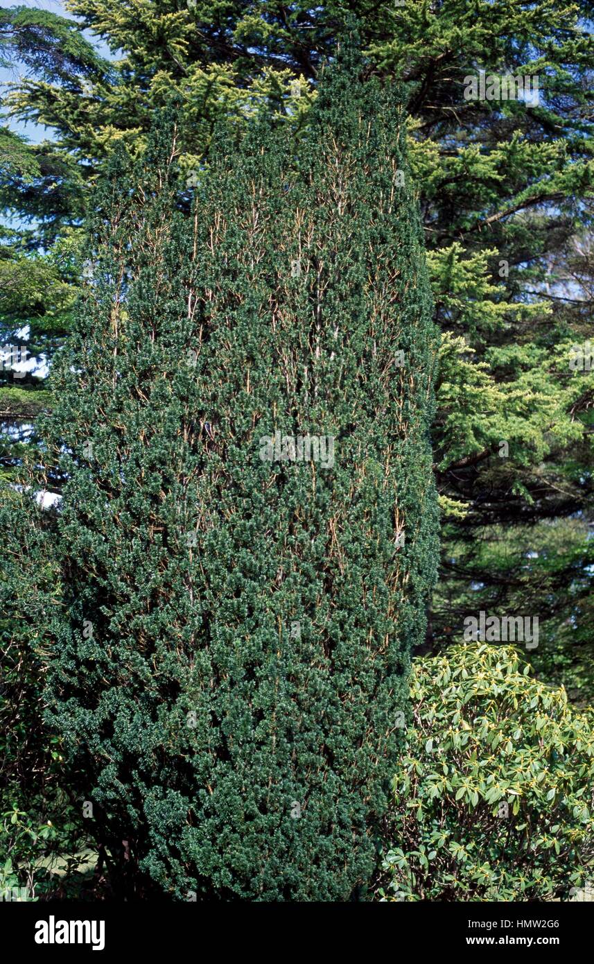 Irish Yew (Taxus baccata Fastigiata), Tassaceae. Stock Photo