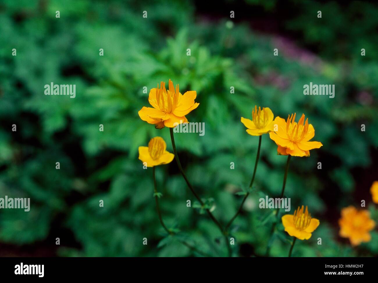 Chinese globe flower (Trollius chinensis), Ranunculaceae. Stock Photo