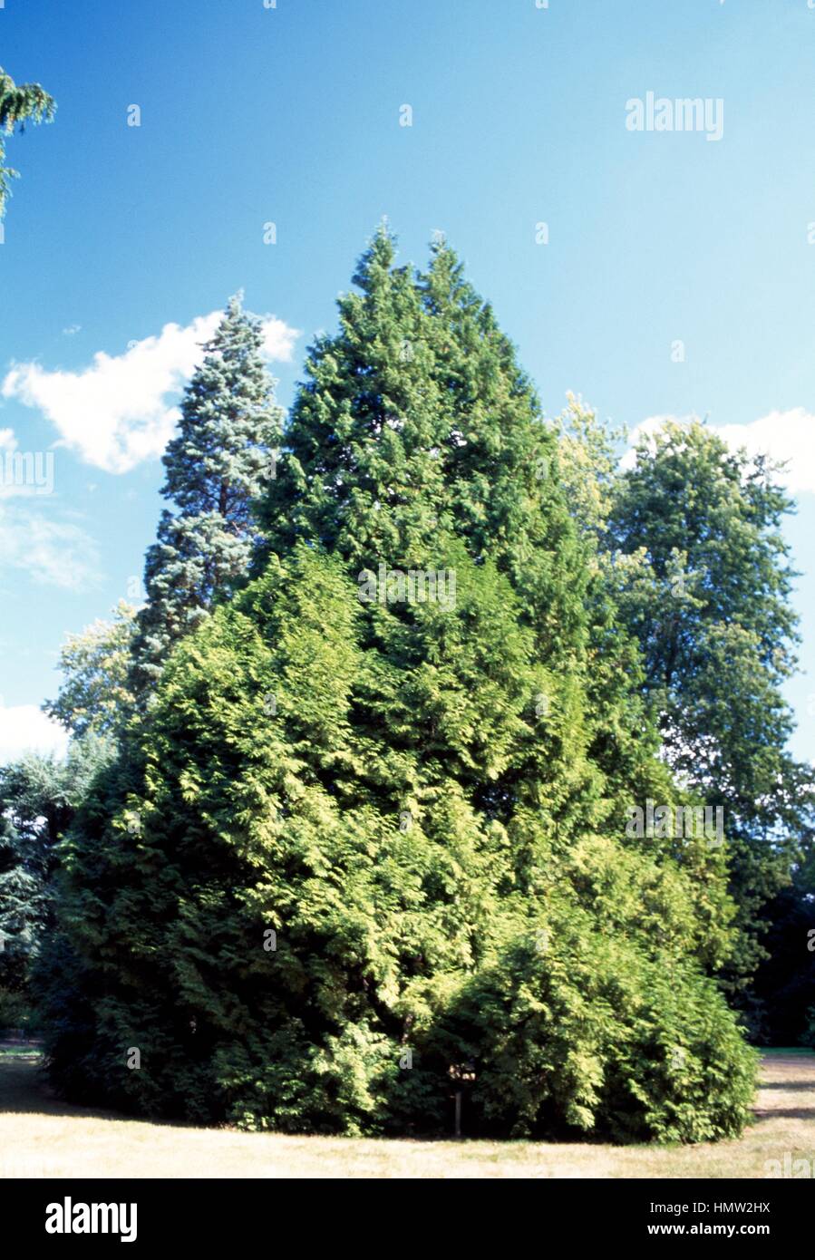 Western Red Cedar (Thuja plicata Zebrina), Cupressaceae. Stock Photo