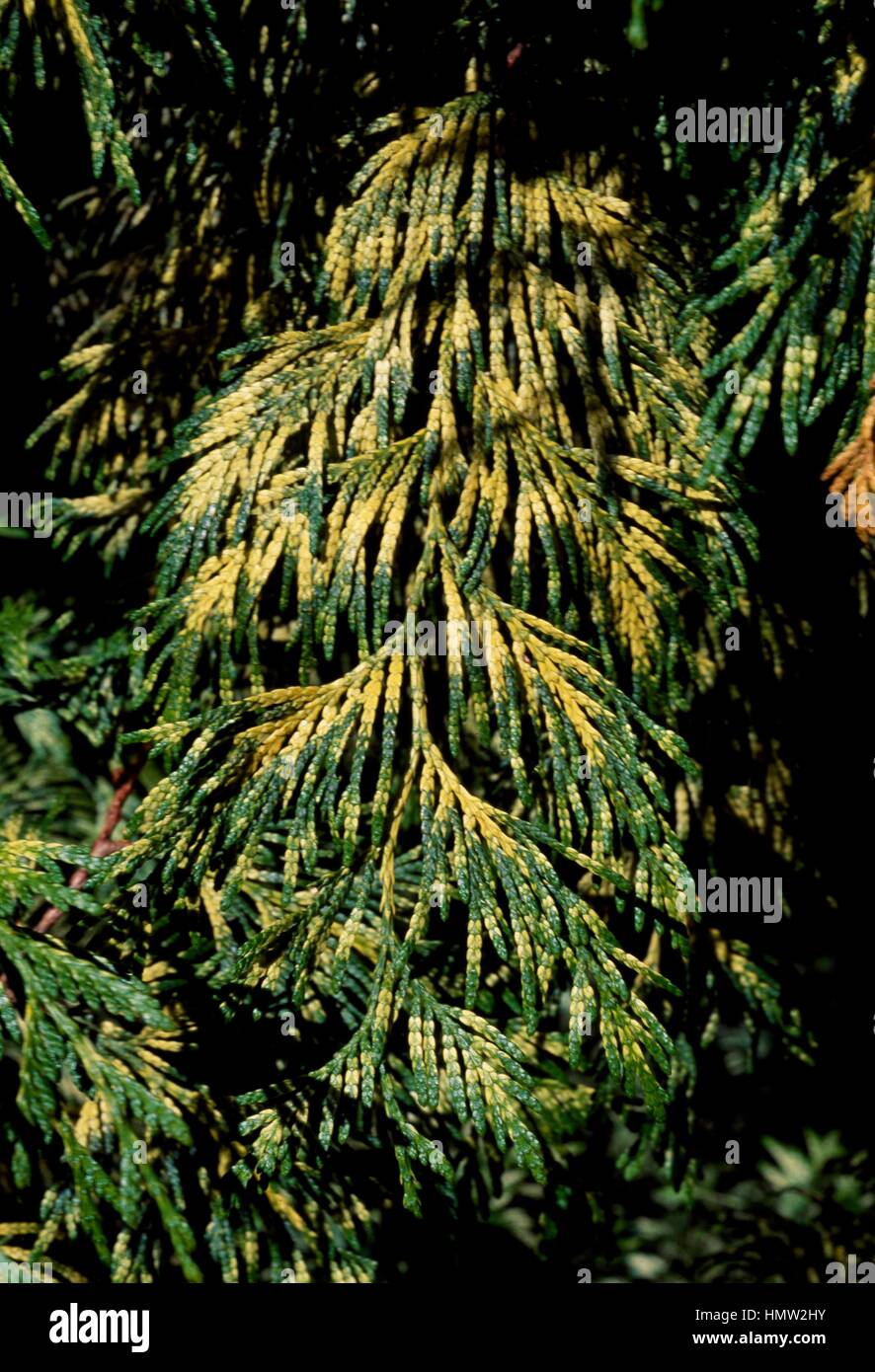 Western Red Cedar foliage (Thuja plicata Zebrina), Cupressaceae. Stock Photo