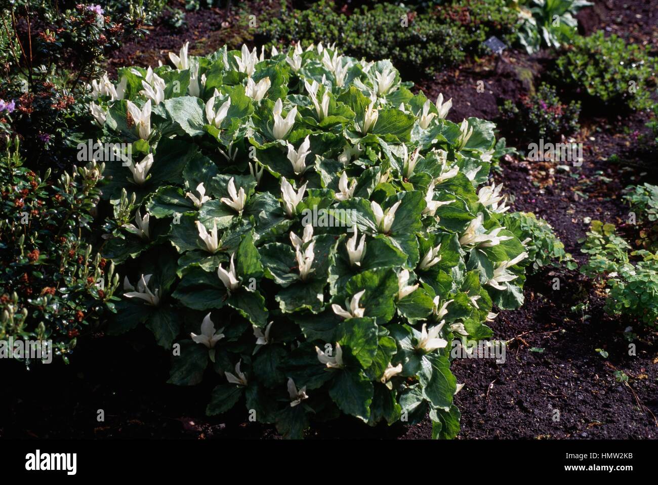 Giant White Wakerobin (Trillium albidum), Melanthiaceae. Stock Photo