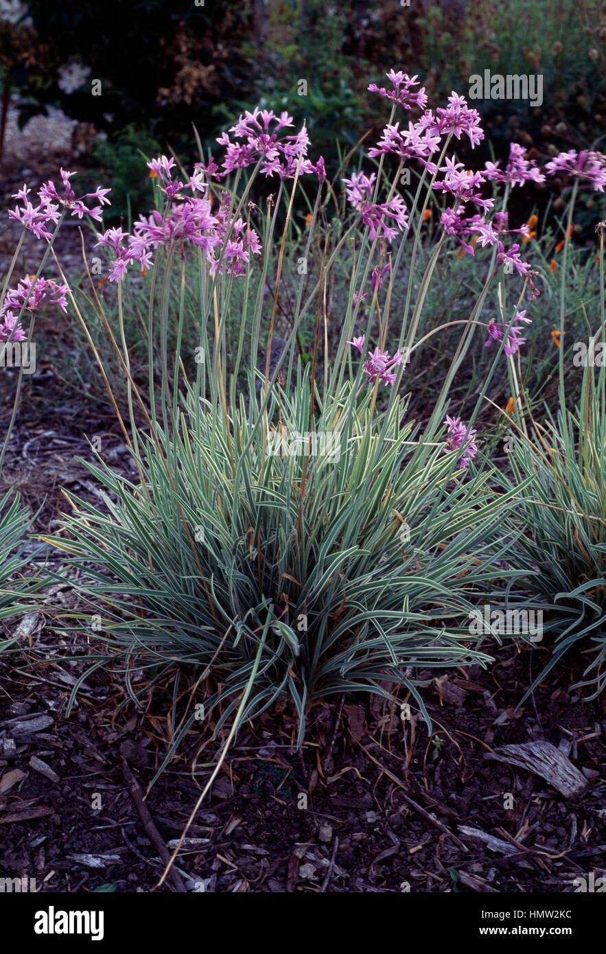 Society Garlic (Tulbaghia Violacea Silver Lace), Amaryllidaceae Stock Photo  - Alamy