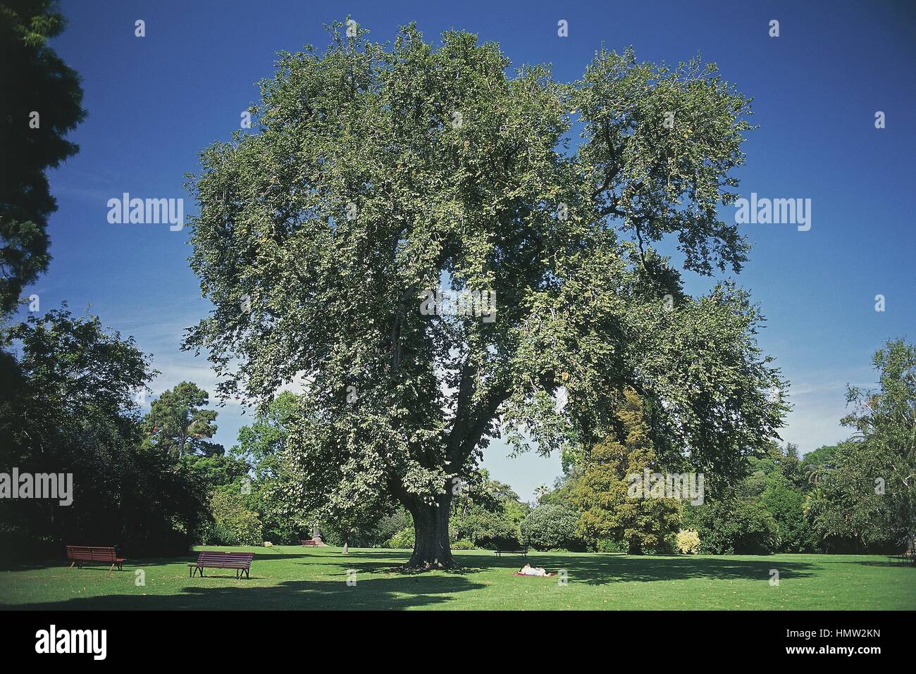 Golden elm tree hires stock photography and images Alamy