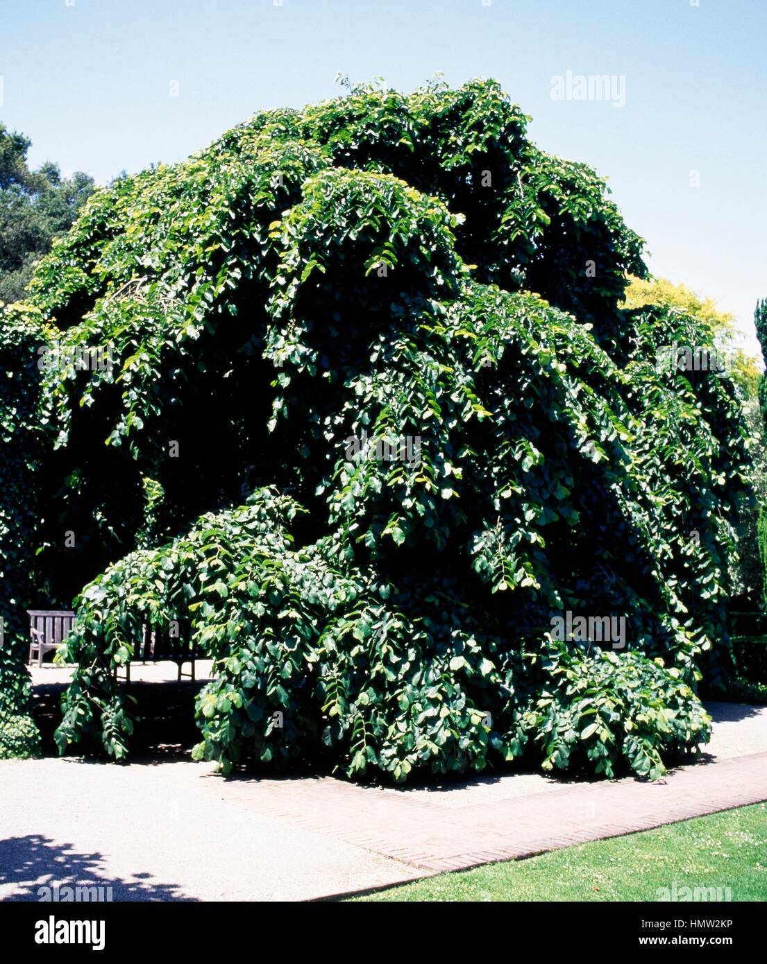 Camperdown Elm (Ulmus glabra Camperdownii), Ulmaceae. Stock Photo