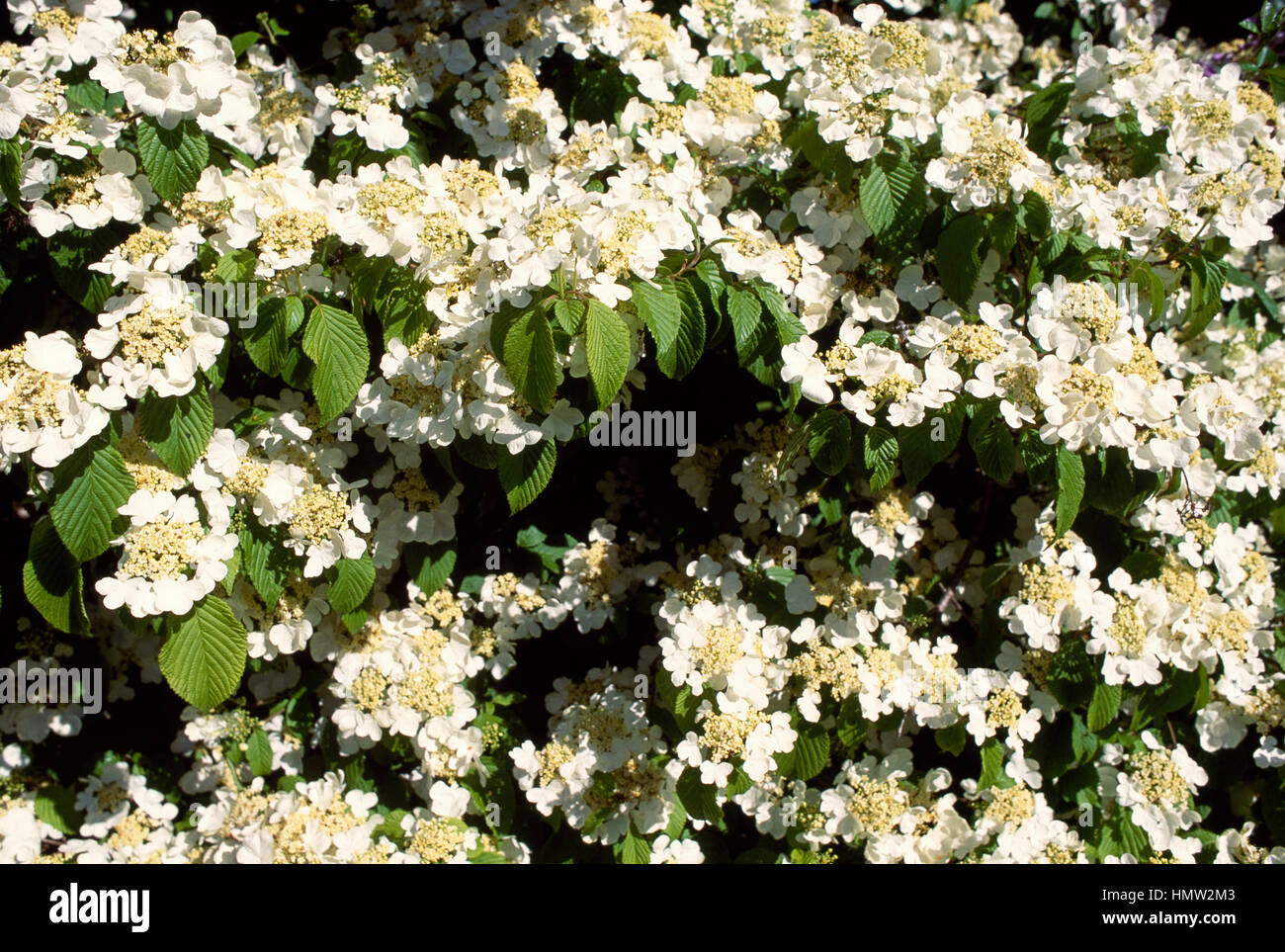 Doublefile Viburnum (Viburnum plicatum tomentosum Mariesii), Adoxaceae. Stock Photo