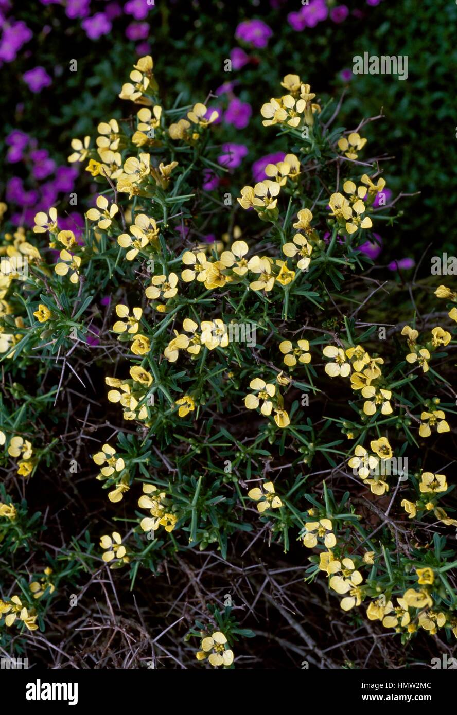 Vella spinosa, Brassicaceae. Stock Photo