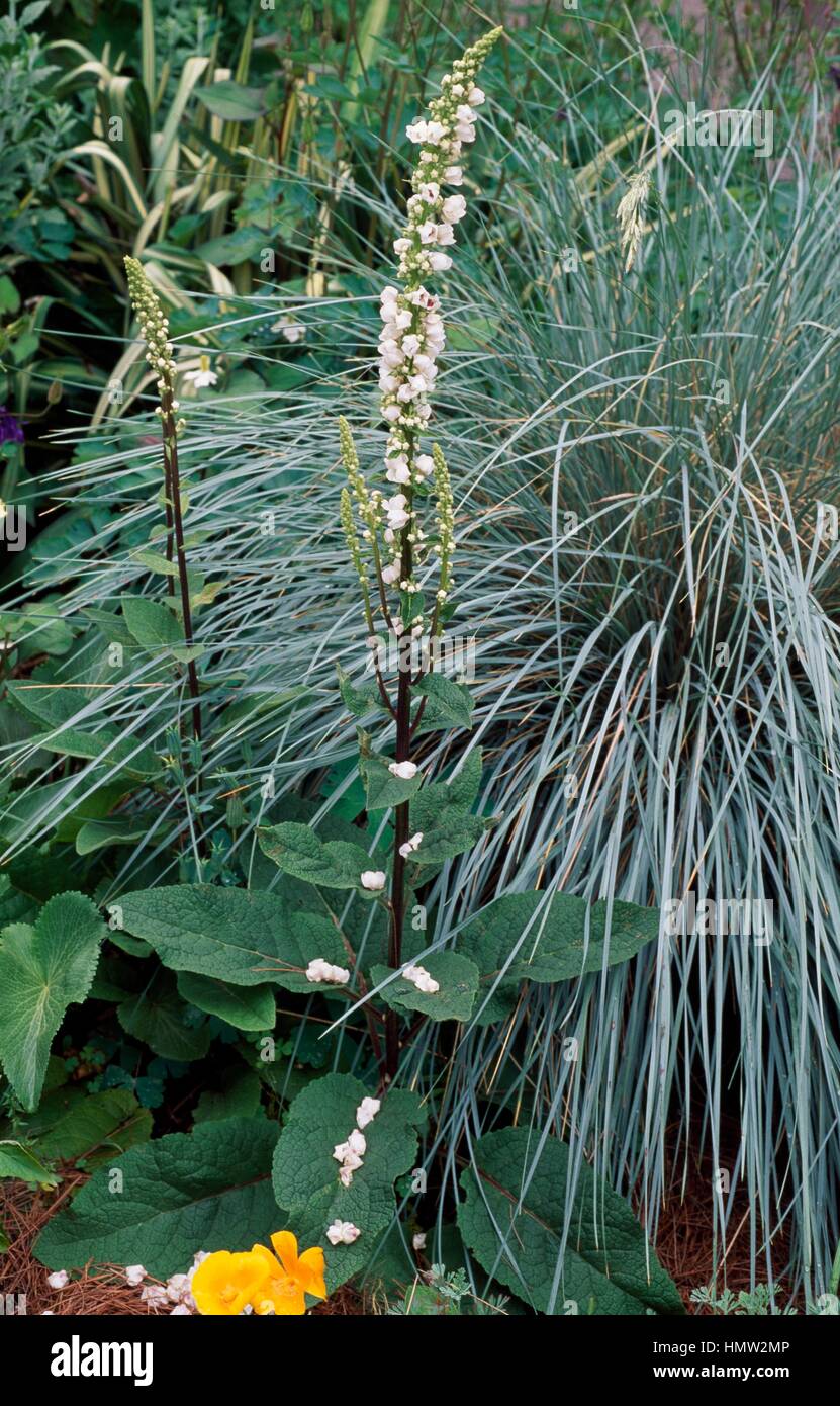 Nettle-leaf Mullein (Verbascum chaixii), Scrophulariaceae. Stock Photo