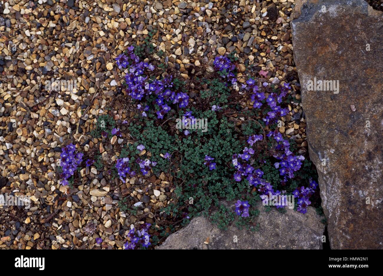 Thymeleaf Speedwell (Veronica oltensis), Plantaginaceae Stock Photo