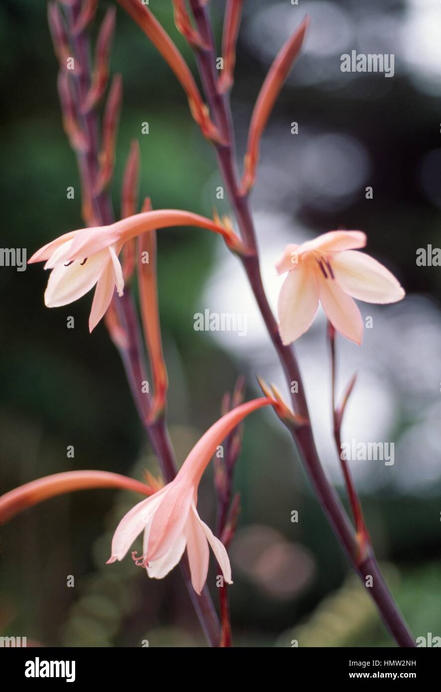 Watsonia tabularis, Iridaceae. Stock Photo