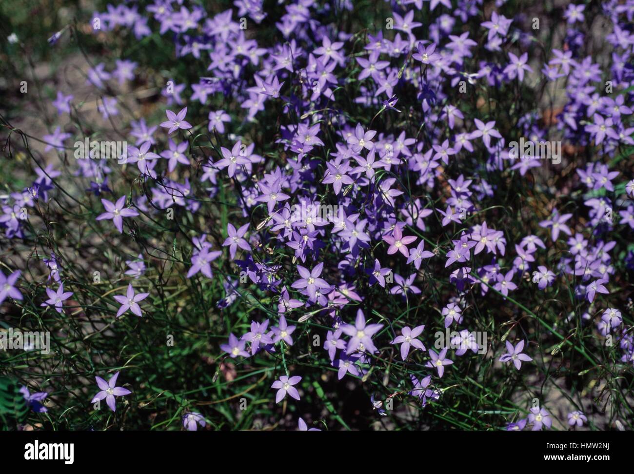 Tufted Bluebell (Wahlenbergia communis or Wahlenbergia capillaris), Campanulaceae. Stock Photo