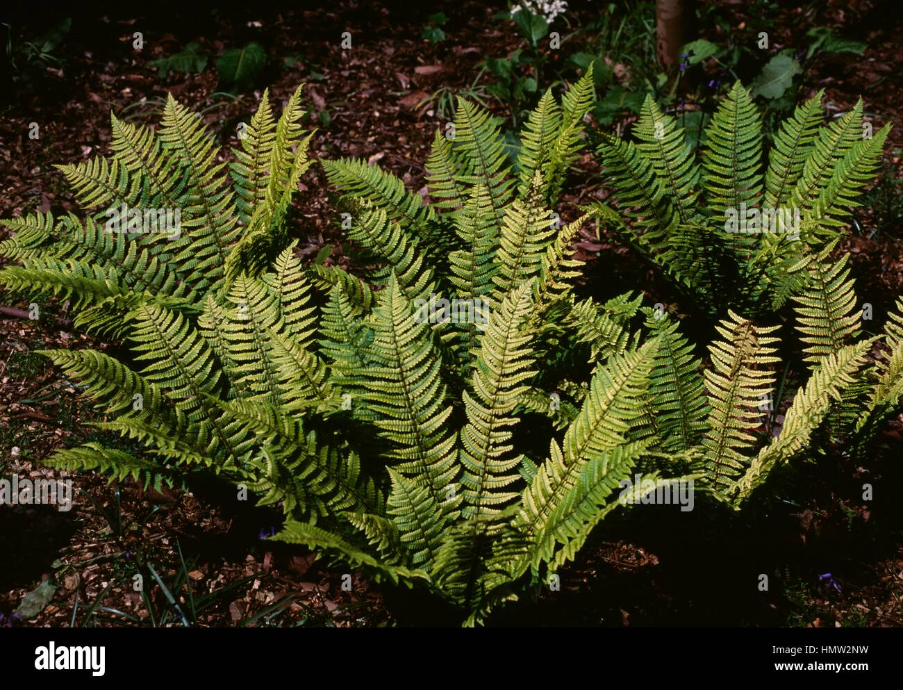 Cliff Fern (Woodsia sp), Woodsiaceae. Stock Photo