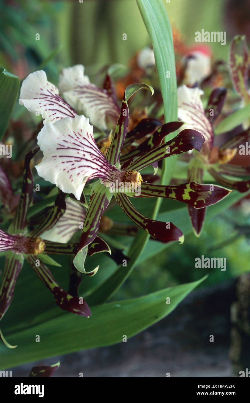 Orchid (Zygopetalum crinitum), Orchidaceae. Stock Photo