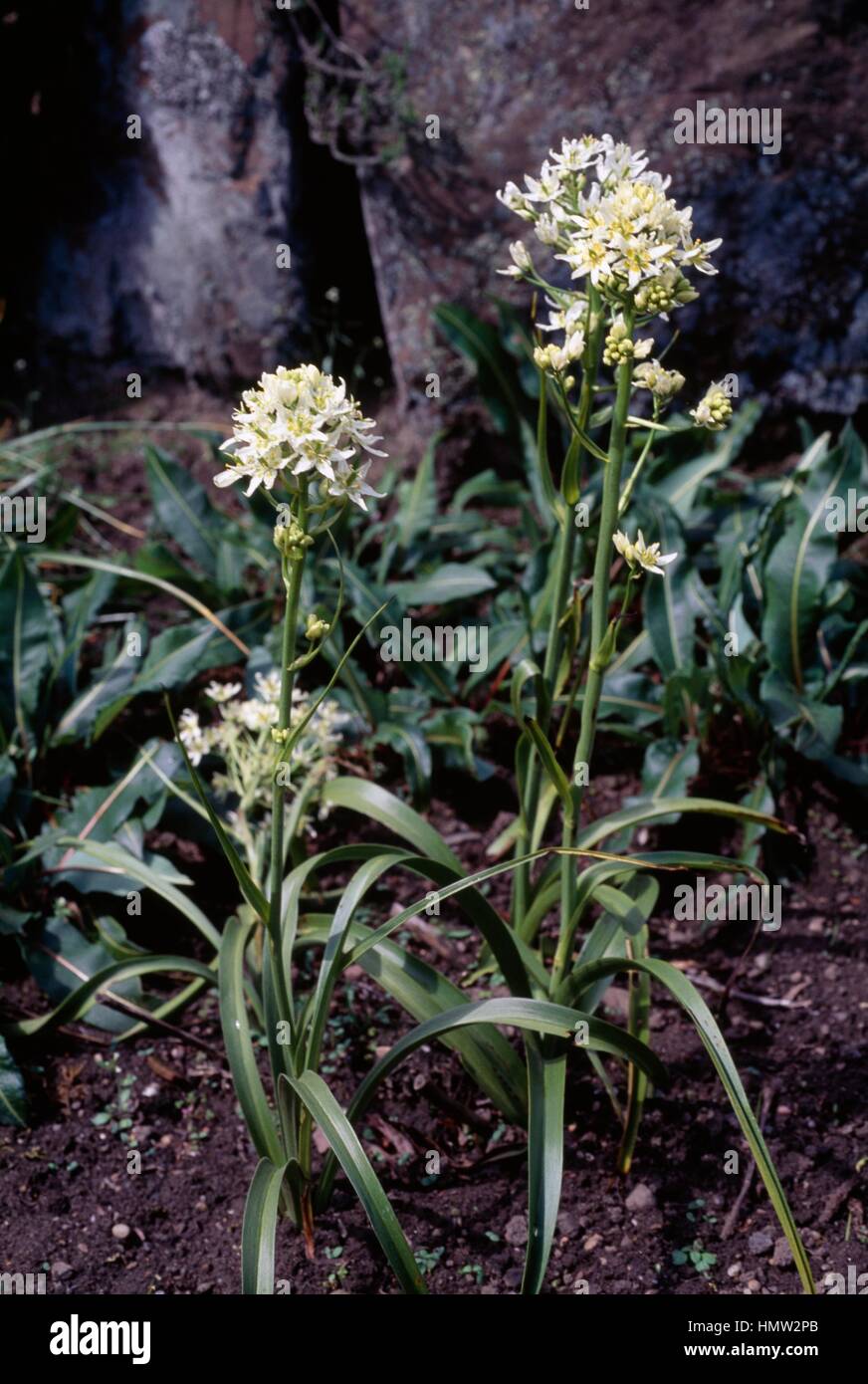 Common Star Lily (Zigadenus fremontii or Toxicoscordion fremontii), Liliaceae. Stock Photo
