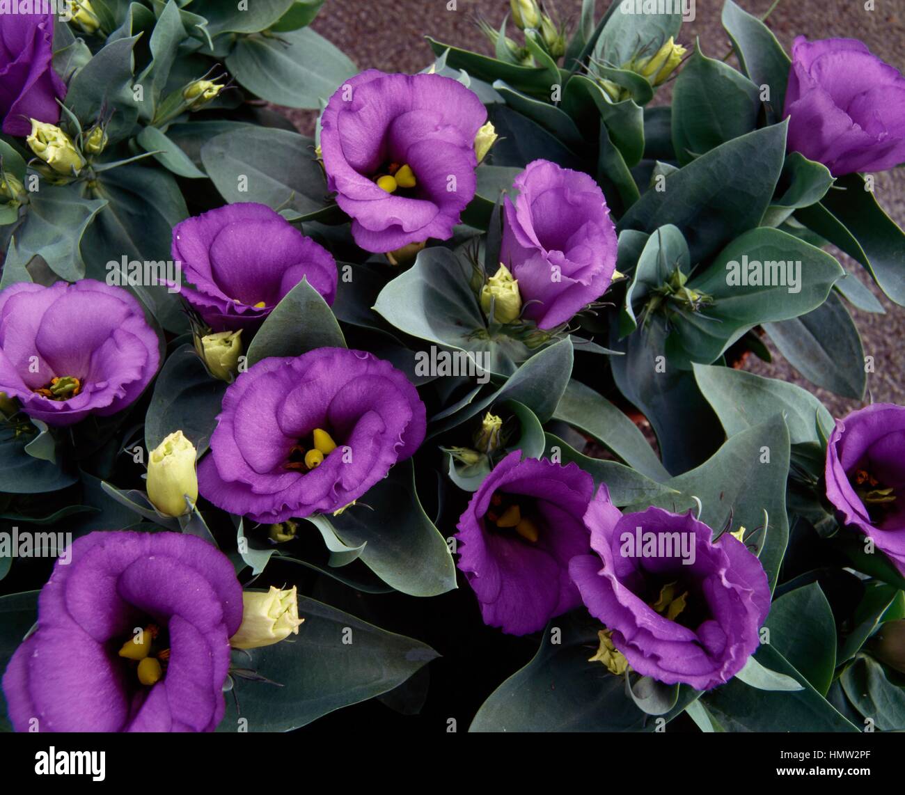 Bolero deep blue, Showy prairie gentian or Texas bluebell (Eustoma  lisianthus), Gentianaceae Stock Photo - Alamy