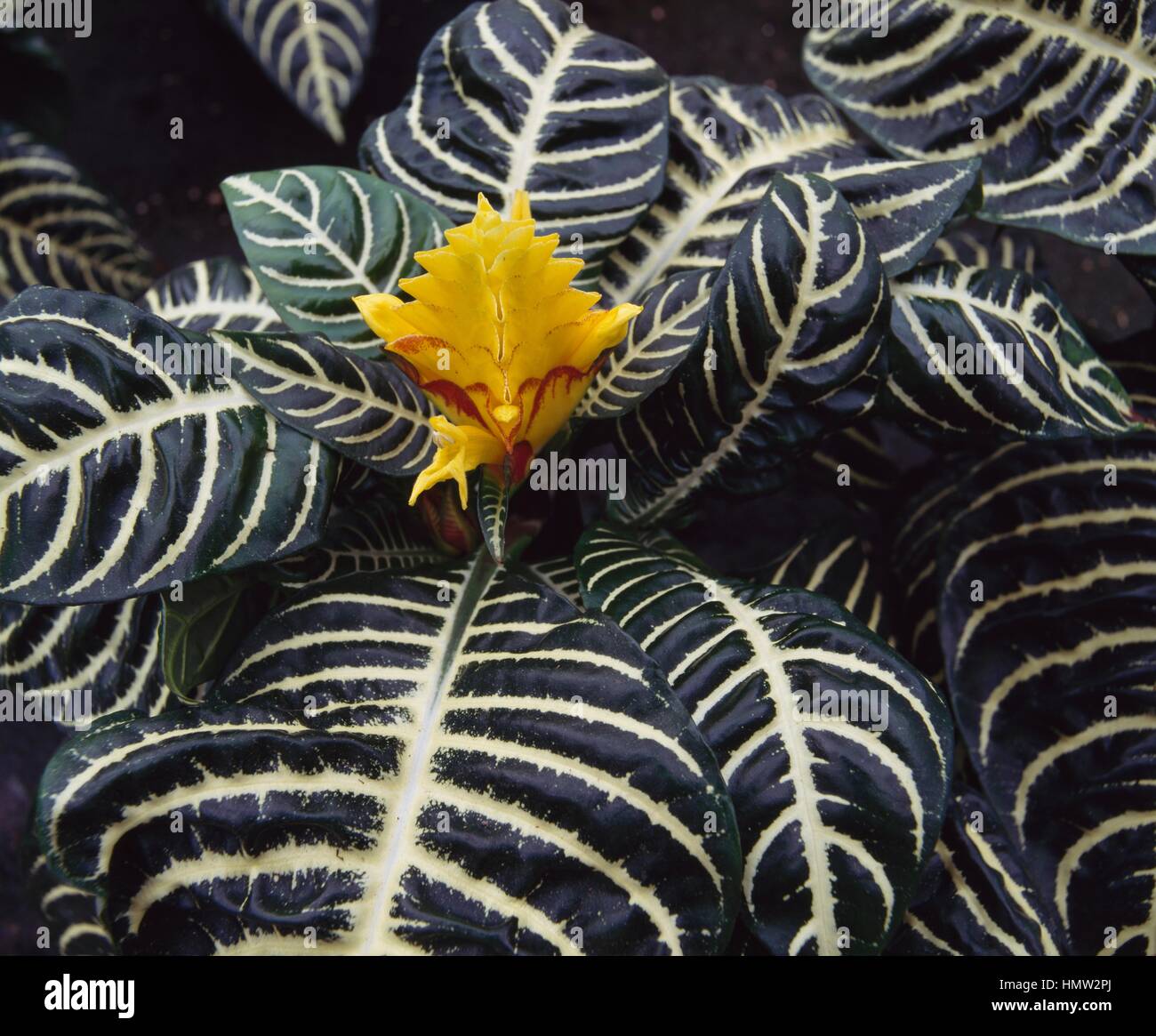 Aphelandra (Aphelandra sp), Acanthaceae. Stock Photo