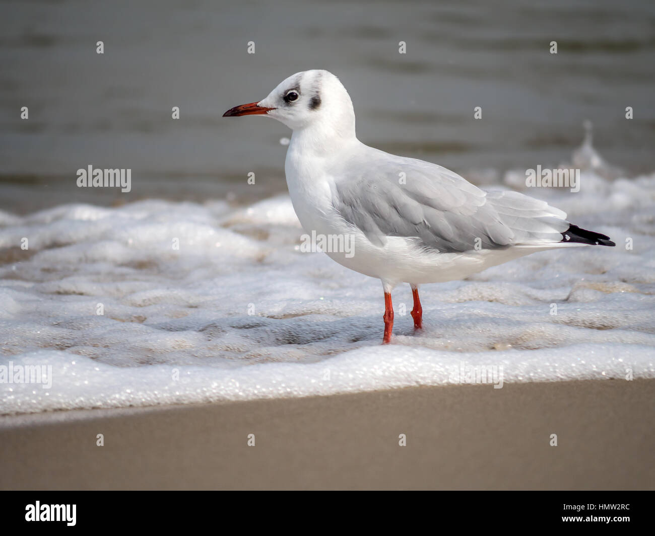 European herring gull on the beach sand against the sea Stock Photo