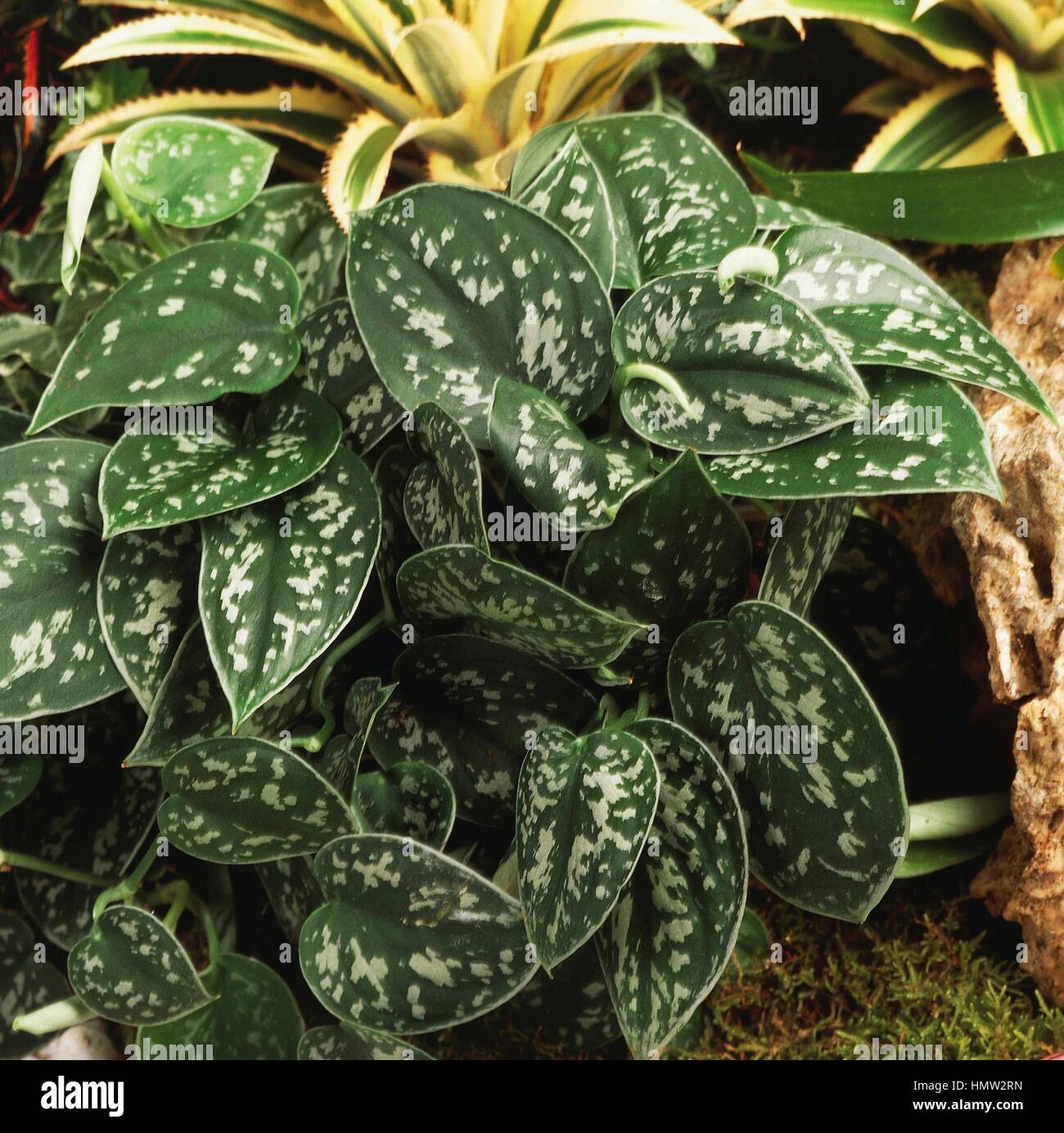 Satin Pothos Or Silver Philodendron Scindapsus Pictus Argyraeus Araceae Stock Photo Alamy