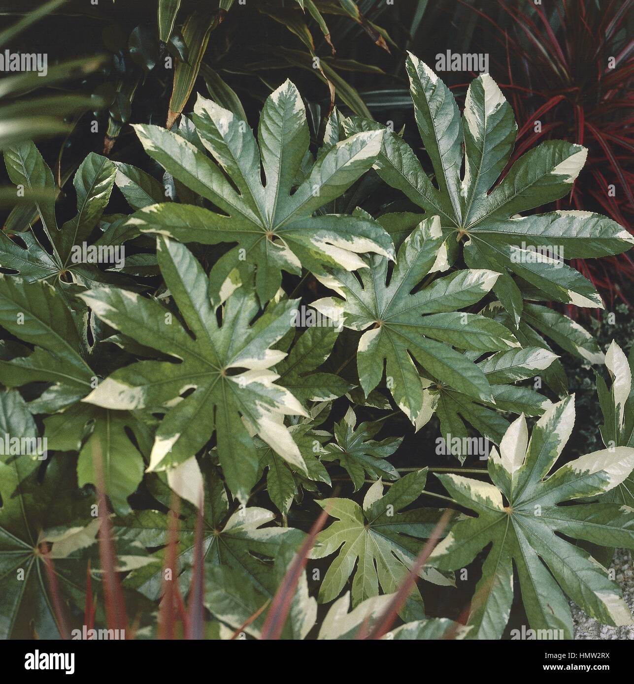 Botany - Araliaceae - Variegated Japanese Aralia (Fatsia japonica or Aralia sieboldii variegata) leaves Stock Photo