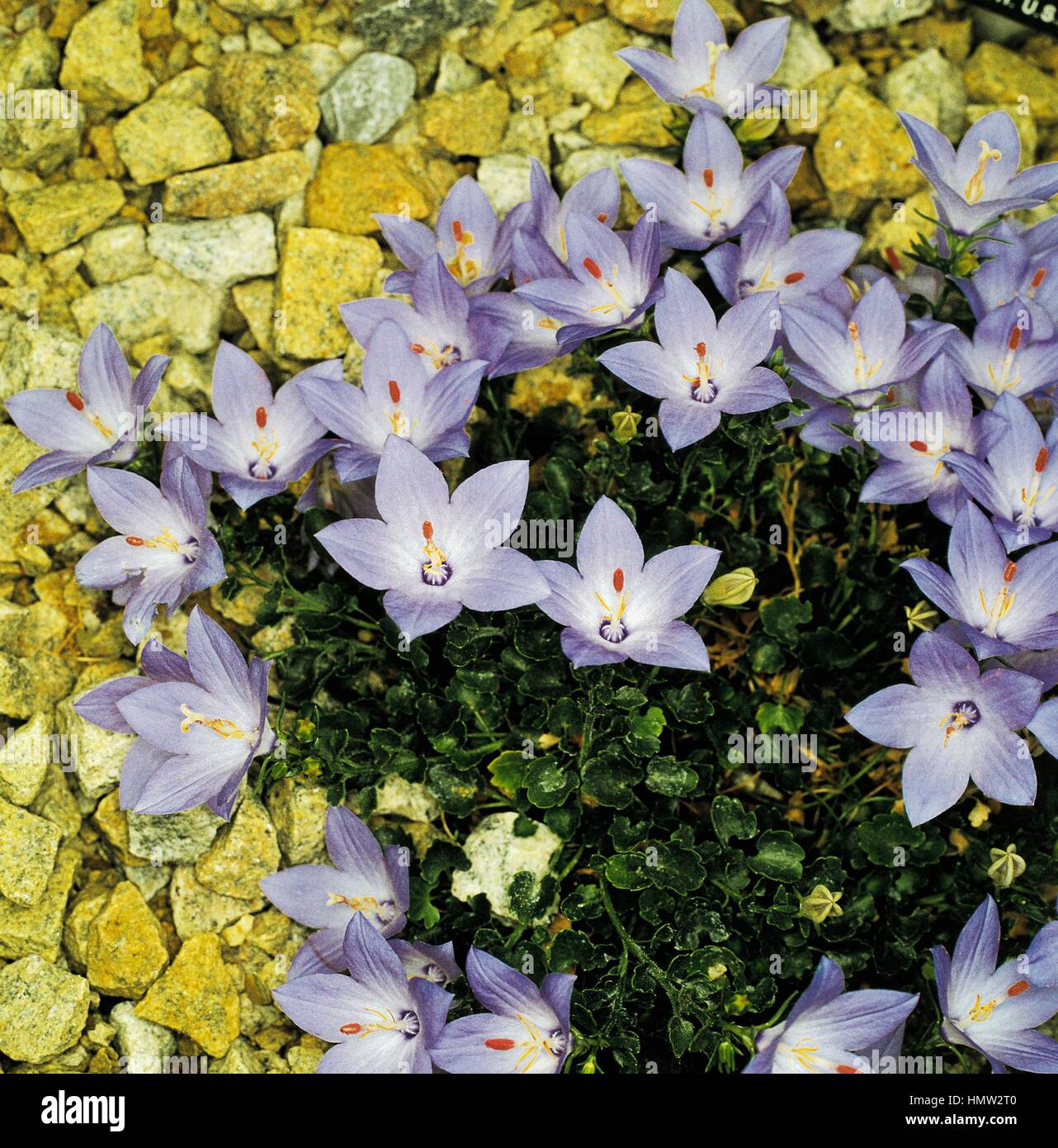 Italian bellflower (Campanula fragilis), Campanulaceae. Stock Photo