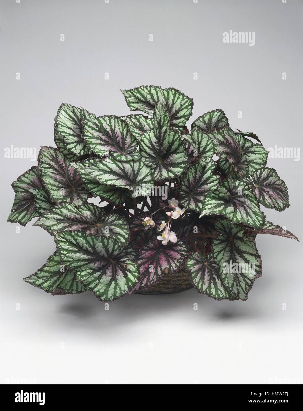 House plants - Painted-leaf begonia (Begonia rex) Stock Photo