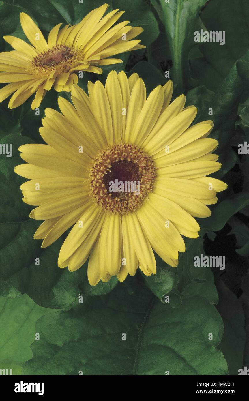 Botany - Asteraceae. Transvaal daisy (Gerbera) Stock Photo