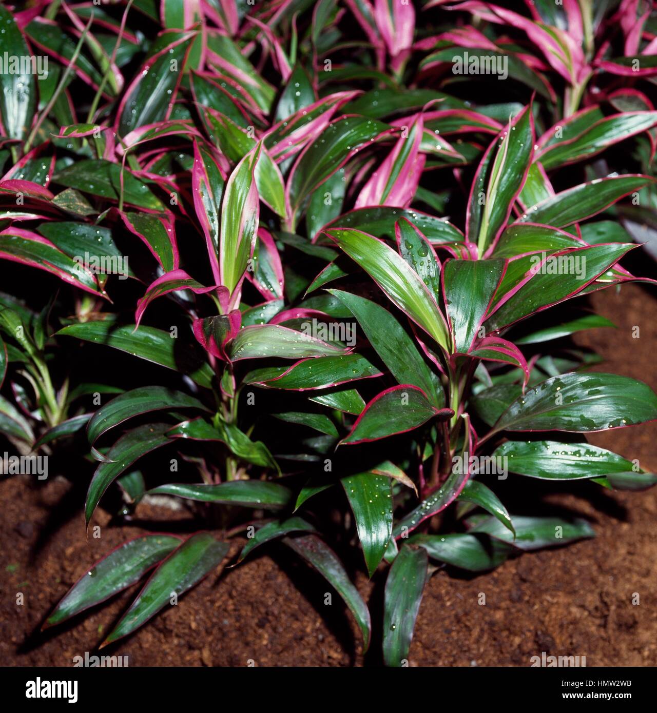 Bayoneta or Cabbage Palm (Cordyline fruticosa or Cordyline terminalis), Liliaceae. Stock Photo
