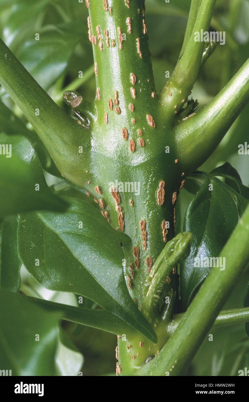 Botany - Bignoniaceae - Radermachera, close-up of stalk Stock Photo