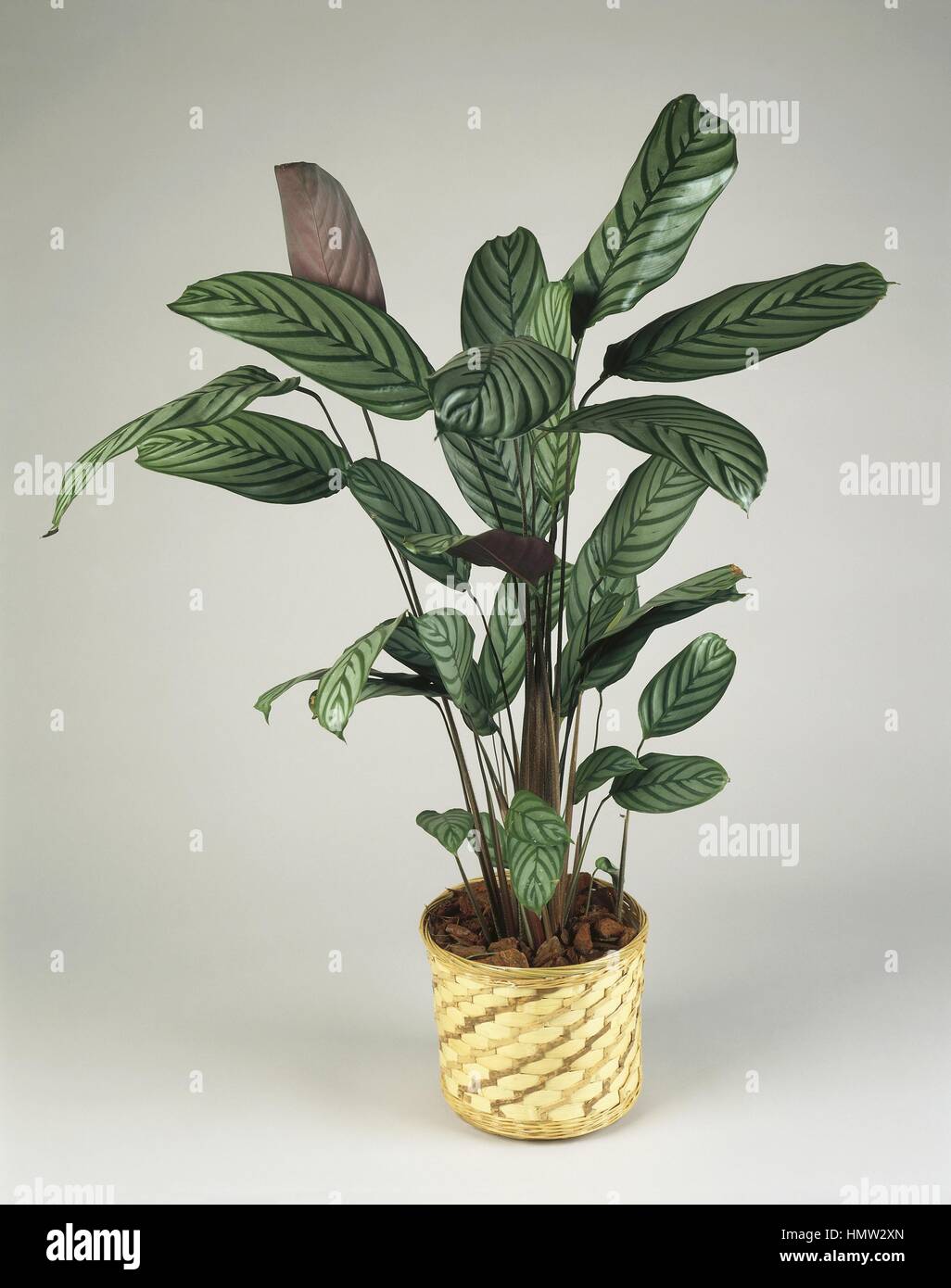 Houseplants - Marantaceae. Stromanthe sanguinea Stock Photo