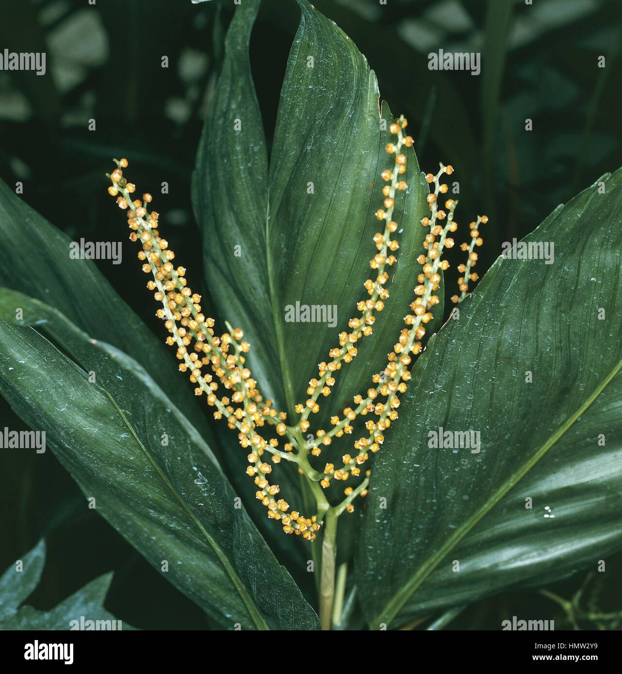 Botany - Arecaceae - Necklace Palm (Chamaedorea tenella), leaves and flowers Stock Photo