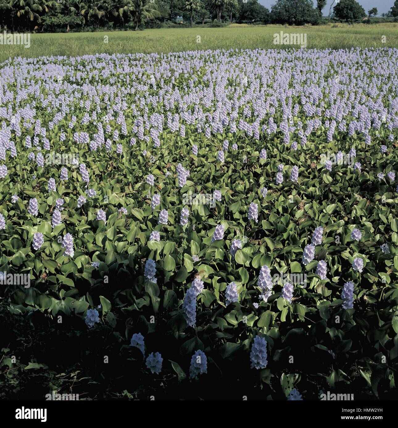 Botany Flowers - Pontederiaceae. Anchored water hyacinth (Eichhornia azurea) Stock Photo