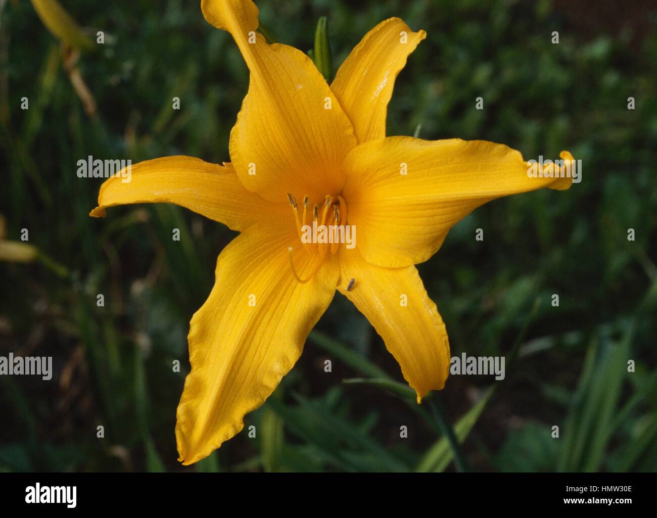 Hemerocallis x hybrida Diva, Hemerocallidaceae. Stock Photo