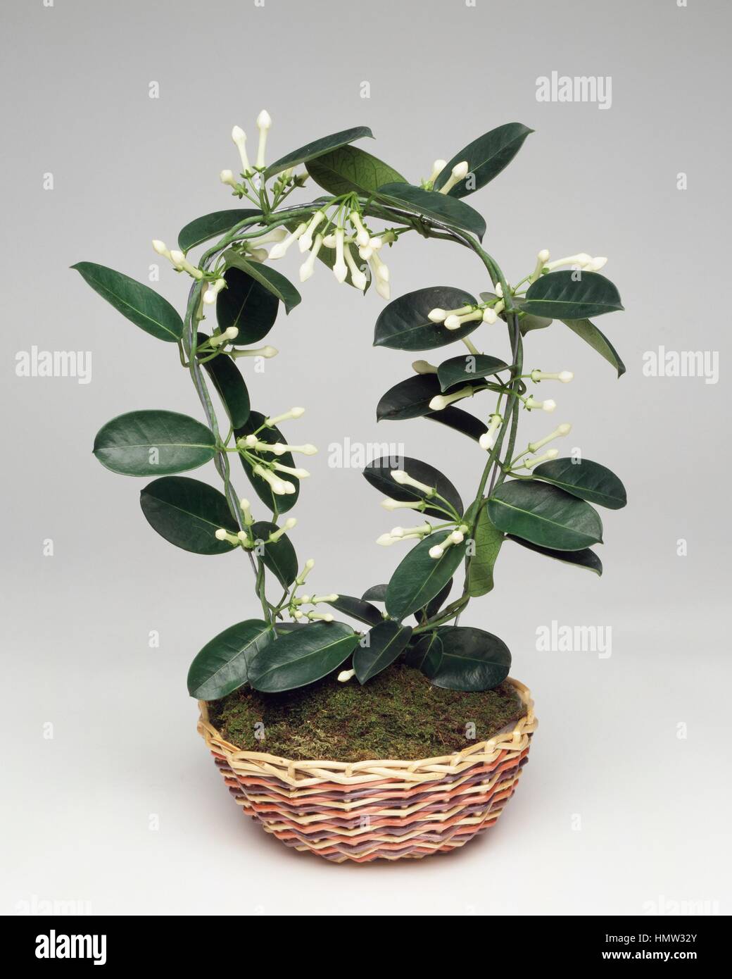 Madagascar Jasmine (Stephanotis floribunda), Apocynaceae. Stock Photo