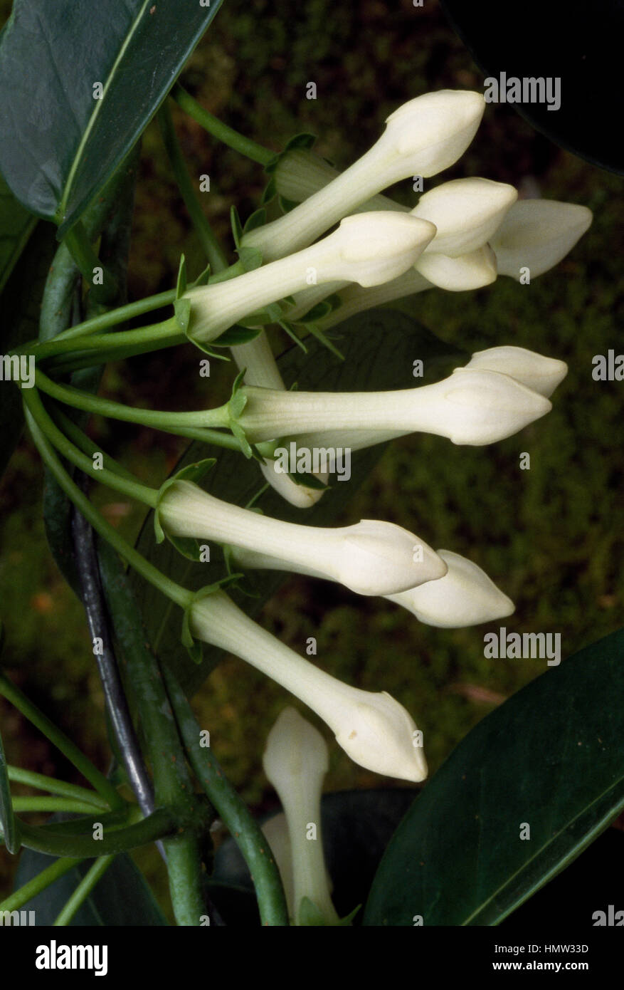 Madagascar Jasmine (Stephanotis floribunda), Apocynaceae. Stock Photo