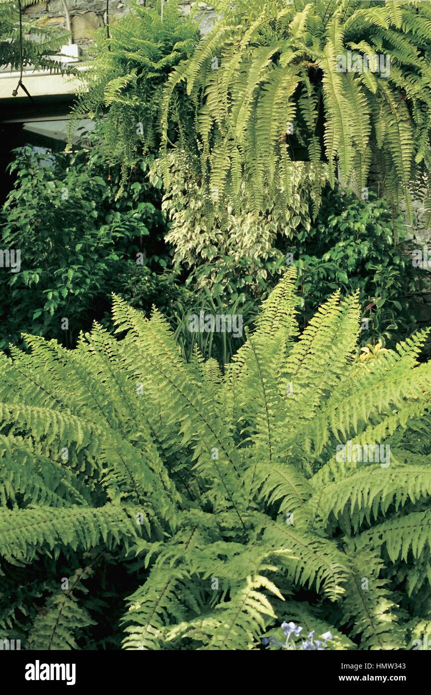 Botany Oleandraceae. Boston fern (Nephrolepis exaltata Teddy Junior