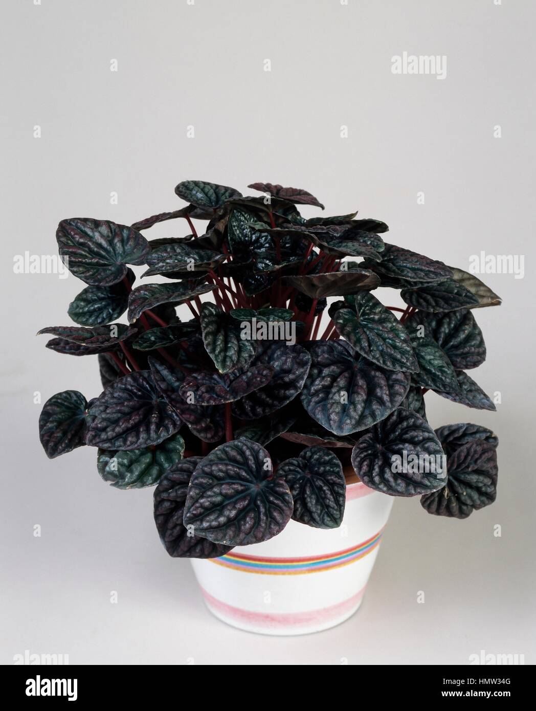 Silver-leaf Peppe (Peperomia Griseoargentea Nigra), Piperaceae. Stock Photo