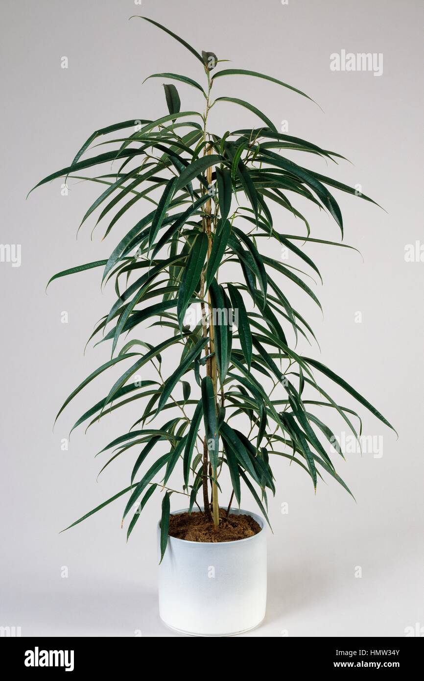 Long leaf ficus or saber ficus (Ficus binnendijkii), Moraceae. Stock Photo