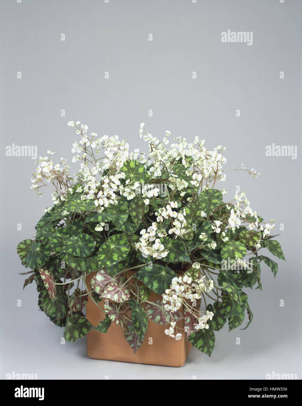 Houseplants - Begoniaceae. Begonia boweri 'Tiger' Stock Photo