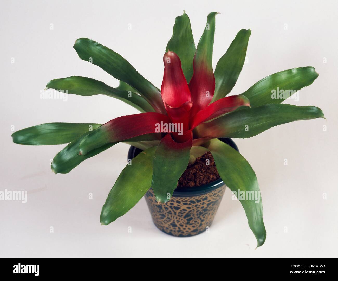 Blushing bromeliad (Neoregelia carolinae Meyendorffii), Bromeliaceae