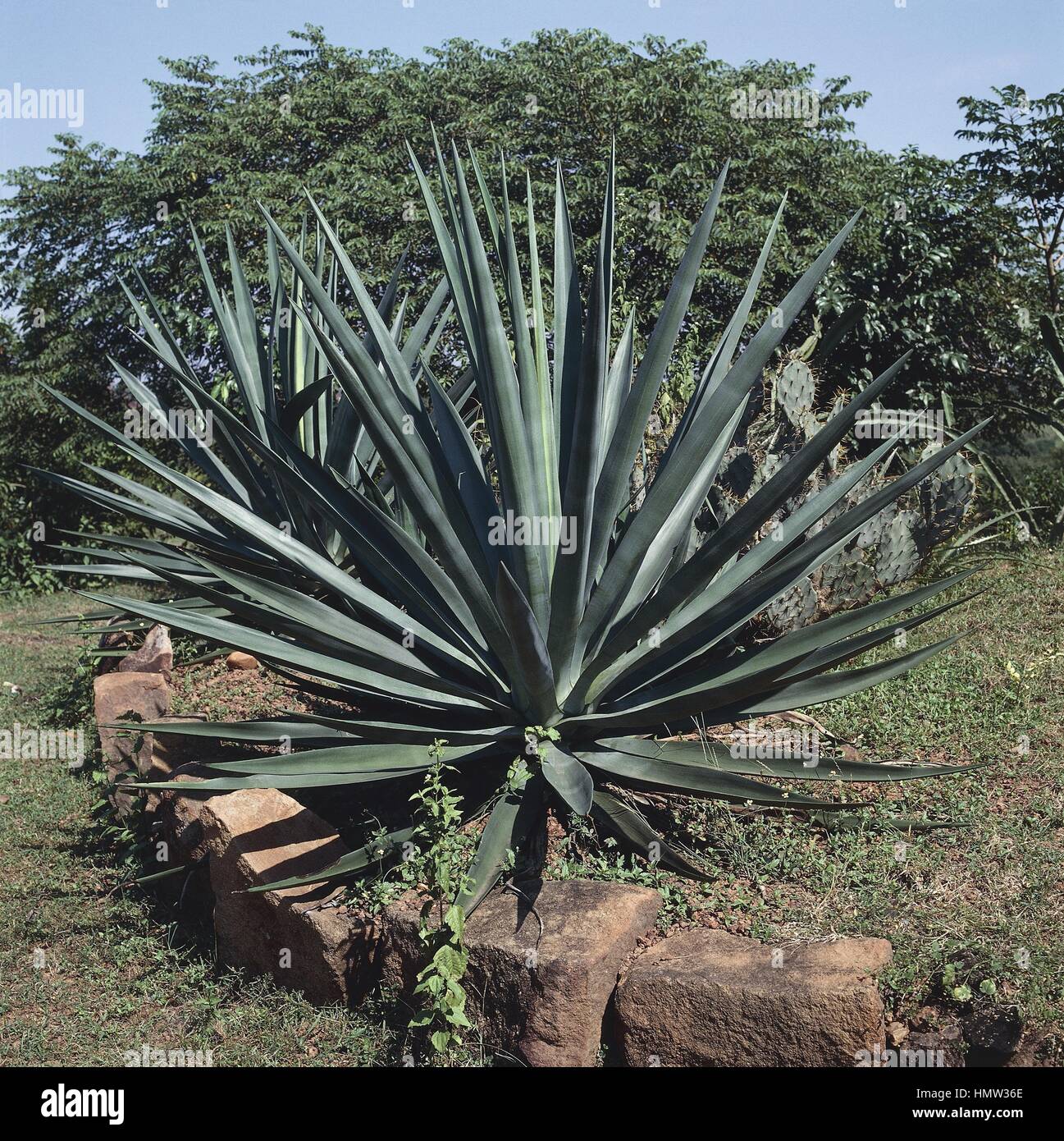 Botany agavaceae sisal hires stock photography and images Alamy